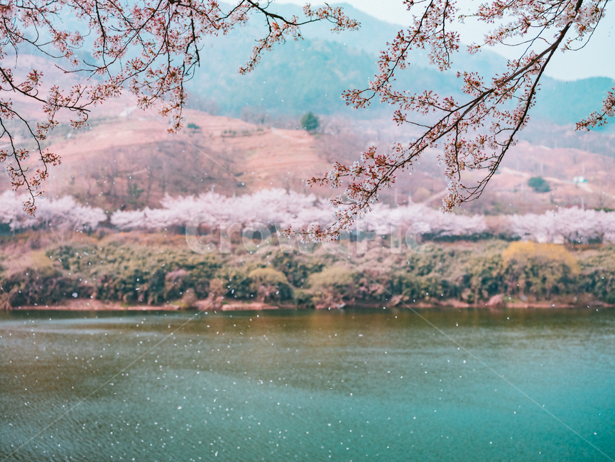 섬진강,벚꽃,봄,강가,꽃,꽃나무,계절,spring,cherryblossom,flower,river,봄,계절,spring,season,자연,풍경,nature,landscape,한국자연풍경,한국자연경관,korea nature landscape,감성,sensible,feeling,plant,식물