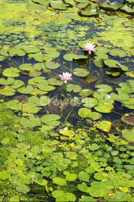 수련,꽃,flower,식물,plant,자연,nature