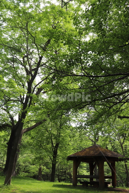 나무,오두막,숲,수목원,공원,tree,park,푸르름,여유,쉼