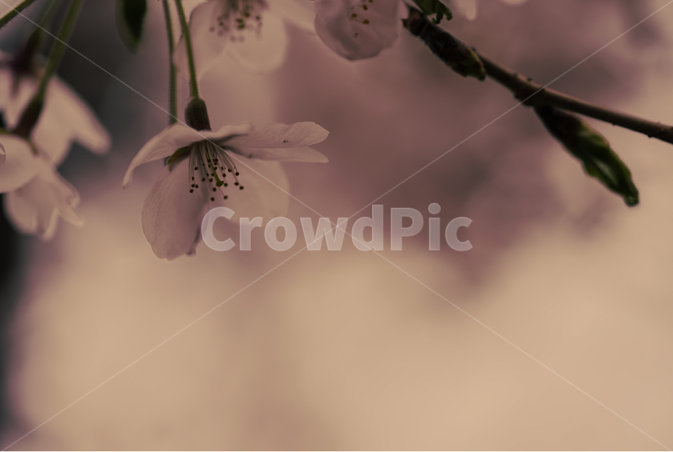 벚꽃,꽃,플라워,봄,봄꽃,flower,흰색,화이트,느낌,감성,접사,계절,나무,식물,생명,생물,봄,계절,spring,season,식물,자연,plants,nature,꽃,flower,plant,blossom