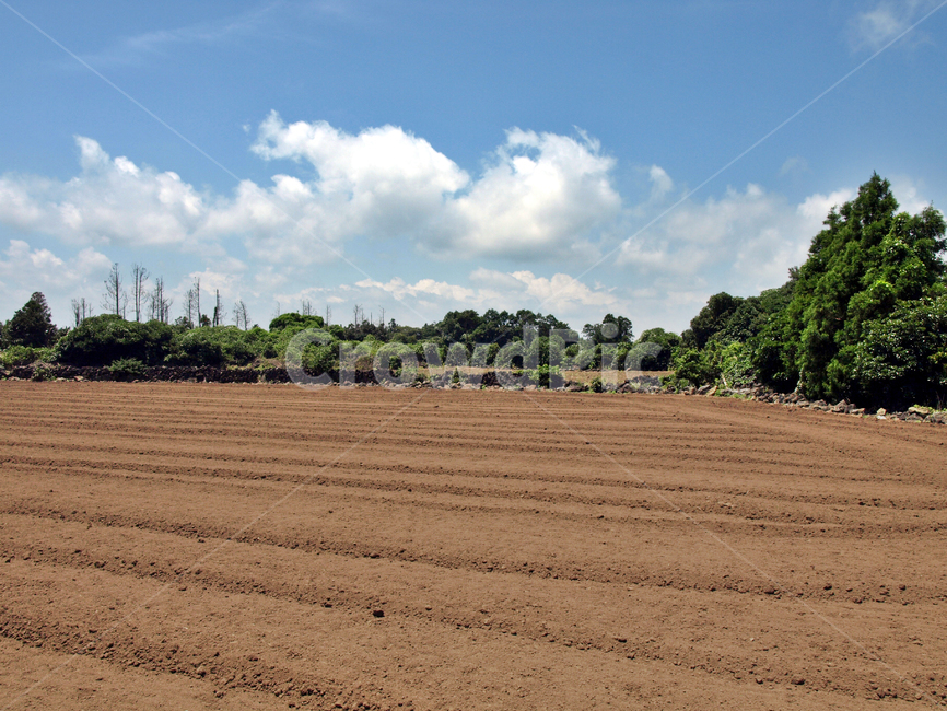 돌담,밭,올레3코스,올레,제주,서귀포,자연,푸른하늘,흰구름,자연,풍경,nature,landscape,soil,흙,ground,바닥,land,땅,outdoors,옥외