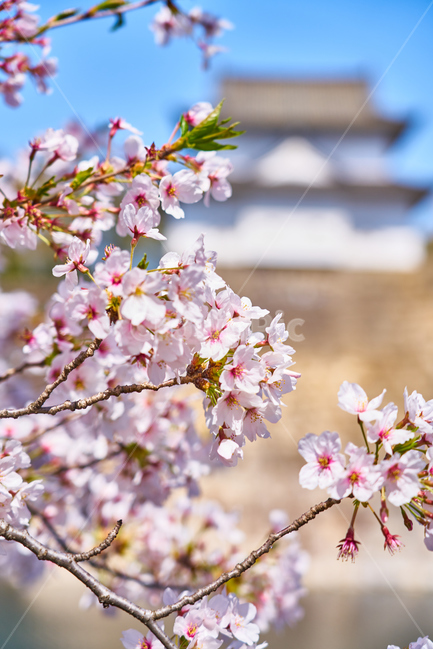 일본,오사카,벚꽃,봄,교토,spring,봄,계절,spring,season,식물,자연,plants,nature,꽃,flower,plant,blossom