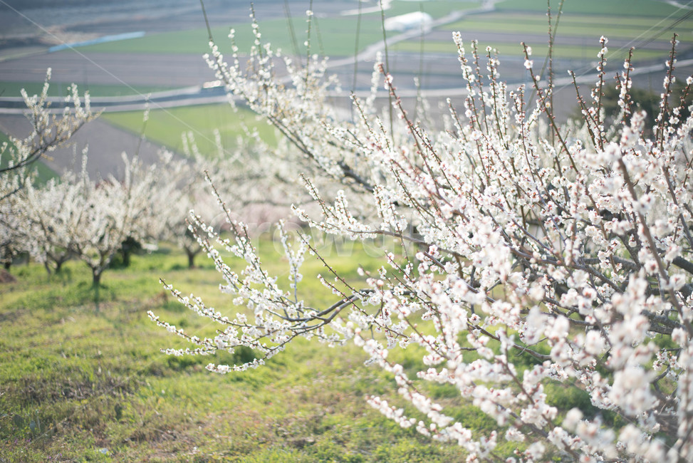 매화나무,매화꽃,꽃,식물,매화,봄,계절,spring,season,자연,풍경,nature,landscape,outdoors,옥외,plant,ice,빙
