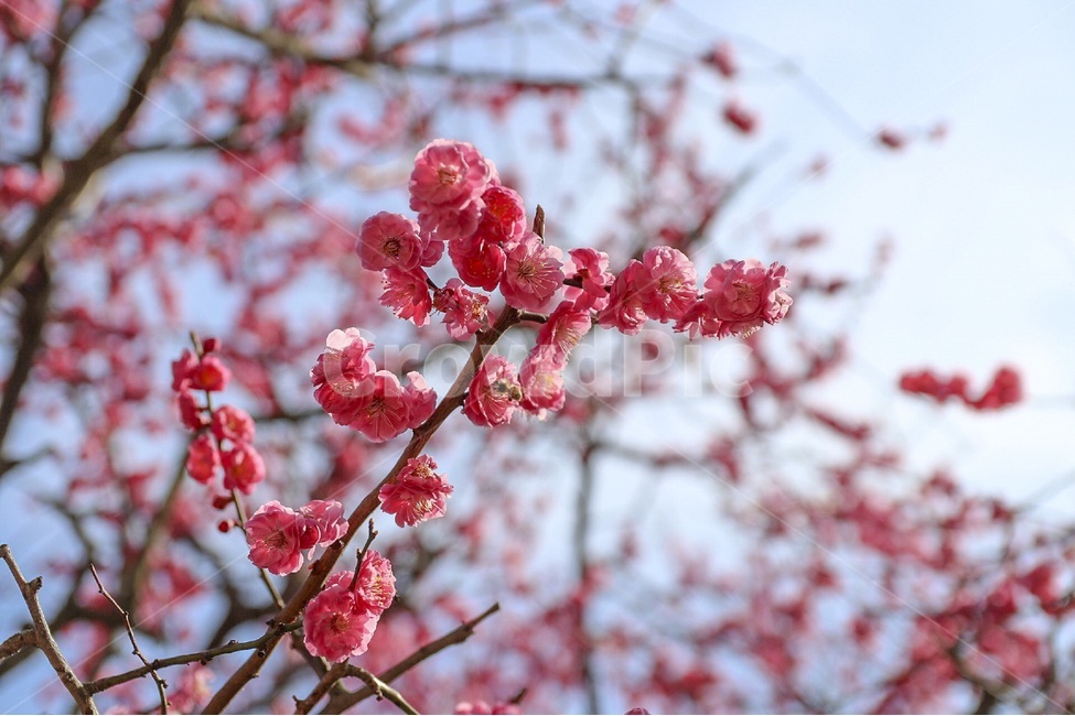 홍매화,매화,꽃,자연,봄꽃,식물,계절,plants,nature,spring,season,flower,나무,tree,봄,봄,계절,spring,season,식물,자연,plants,nature,꽃,flower,plant,blossom