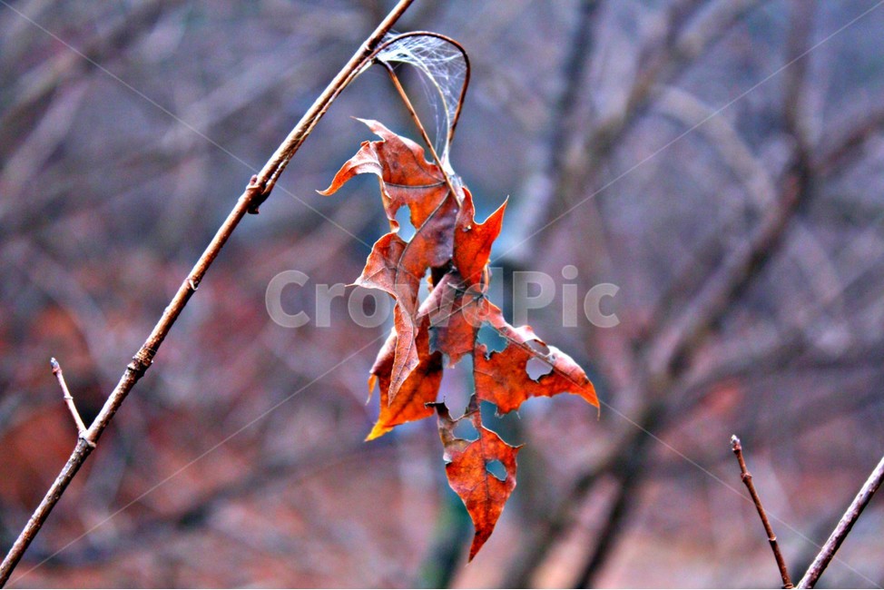 꽃,매크로,접사,자연,장미,조화,가을,계절,fall,autumn,season,식물,자연,plants,nature,plant,leaf,잎,tree,나무
