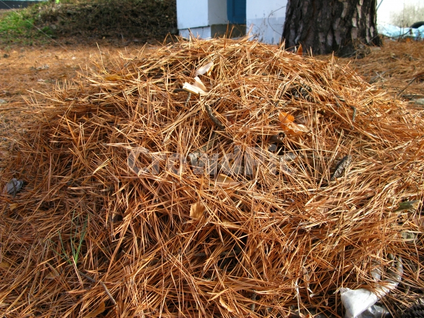 낙엽,가을,풍경,배경,나무,식물,자연,plants,nature
