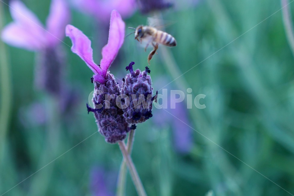 곤출,꿀벌,벌,풍경,자연,자유,식물,자연,plants,nature,꽃,flower,동물,animal,곤충,벌레,insect,bug