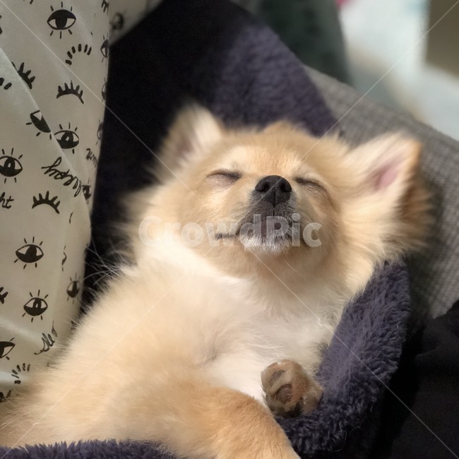 dog,puppy,sleep,sleeping,sleepy,pomeranian,강아지,잠든강아지,졸림,나른함,포메라니안,평온함,행복,dream,동물,animal,포유류,mammal,개,강아지,dog,doggy