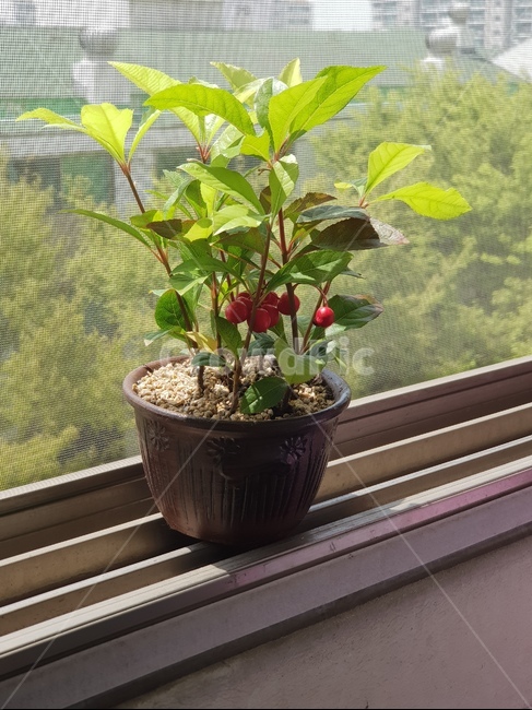 천향금,식물,봄,배경,창틀,돈,실내용화초,화분,화초,house plant