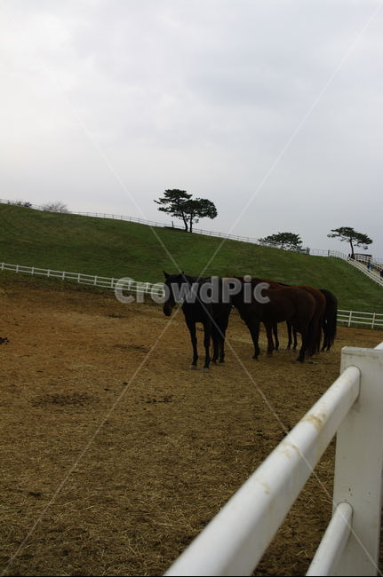 말,목장,울타리,동물,종마,말목장,동물,animal,포유류,mammal,산업,industry,industrial,목축업,목장,livestock farming,ranching,pasture