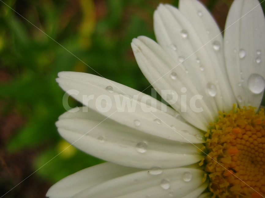 꽃,가을,숲,화이트,순수,이슬,애틀란타,식물,자연,plants,nature,꽃,flower