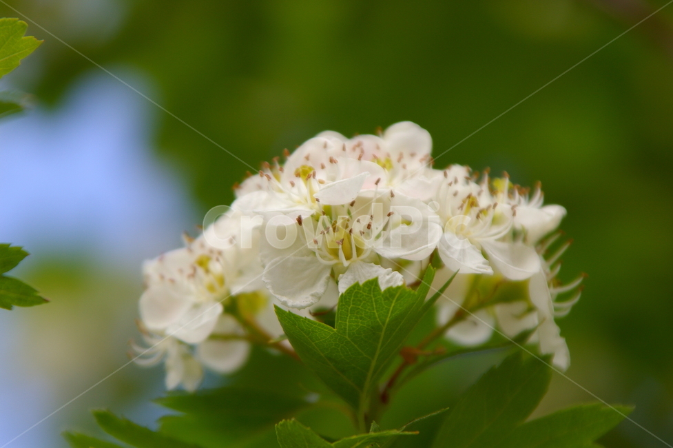 꽃,식물,plant,flower,blossom,클로즈업,봄꽃,식물,자연,plants,nature,꽃,flower