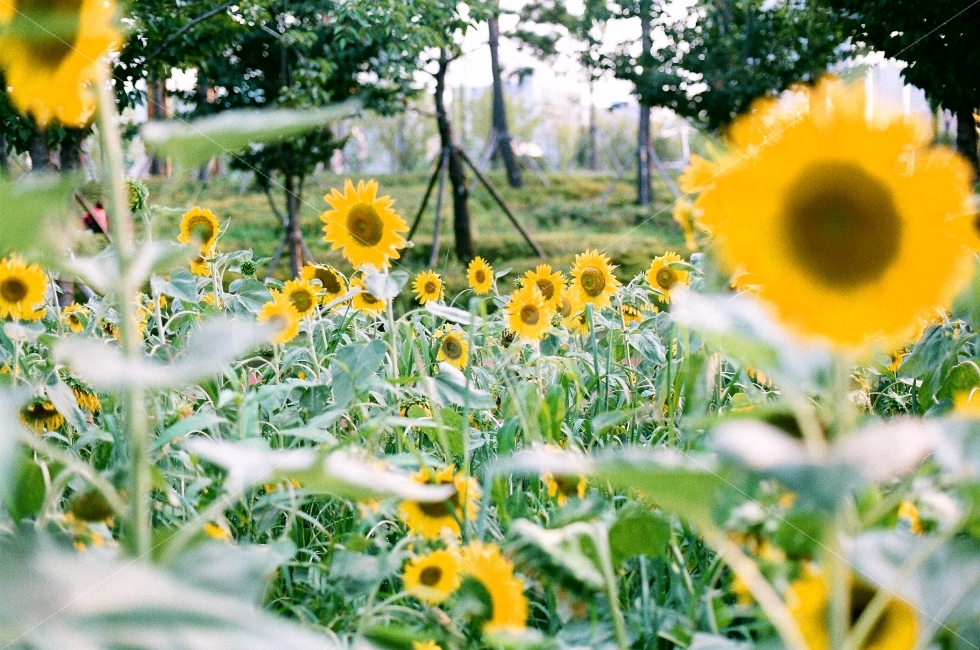 부산,시민,공원,해바라기,여름,필름,카메라,감성,니콘,식물,자연,plants,nature,꽃,flower