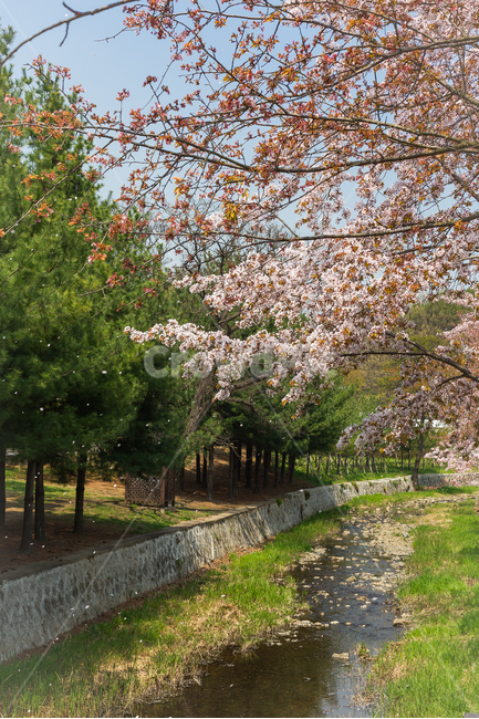 공원,벚꽃,나무,풍경,하천,자연,풍경,nature,landscape,plant,식물