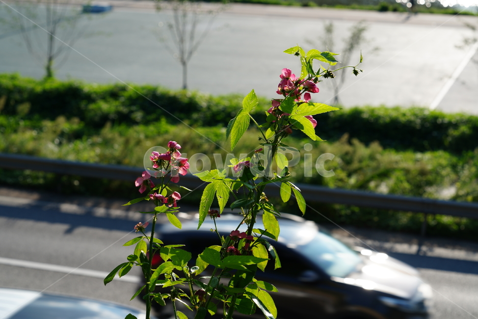 장미,꽃,플라워,식물,생물,생명,flower,plant,leaf,잎,꽃,flower