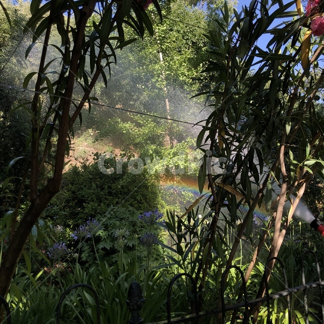 plant,식물,nature,자연,무지개,rainbow