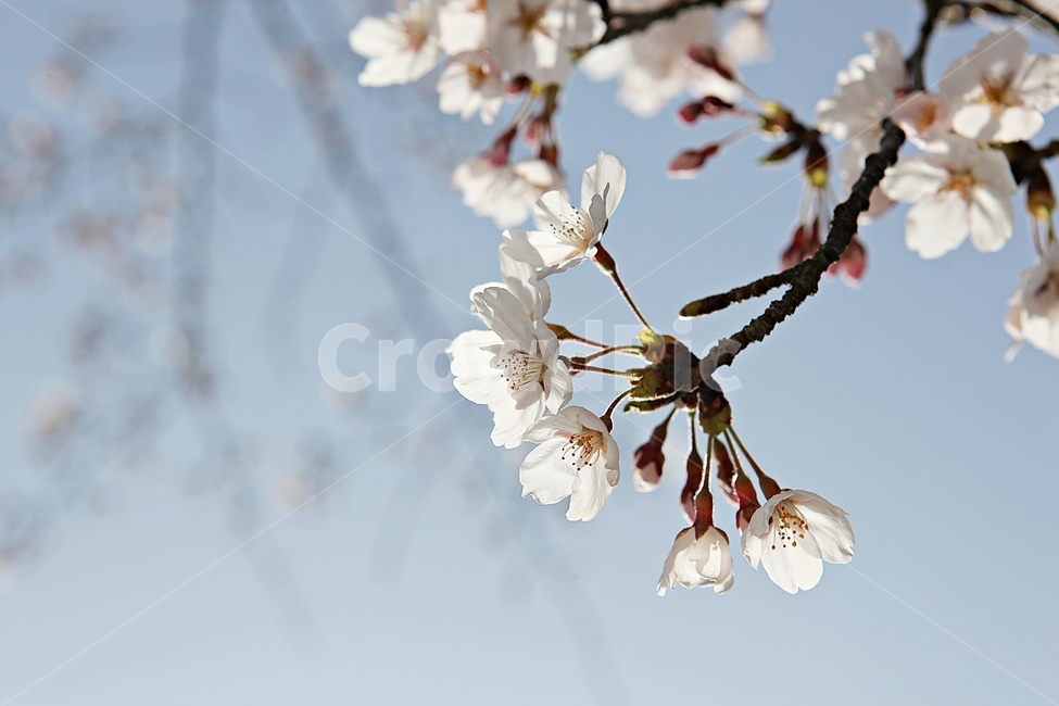 벗꽃,벗나무,꽃,봄꽃,벗꽃잎,꽃잎,식물,자연,공원,식물,자연,plants,nature,꽃,flower