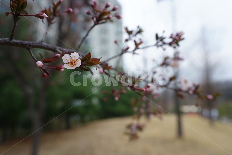 봄,봄꽃,꽃,계절,플라워,나무,느낌,감성,자연,식물,봄풍경,풍경,봄,계절,spring,season,식물,자연,plants,nature,꽃,flower,plant