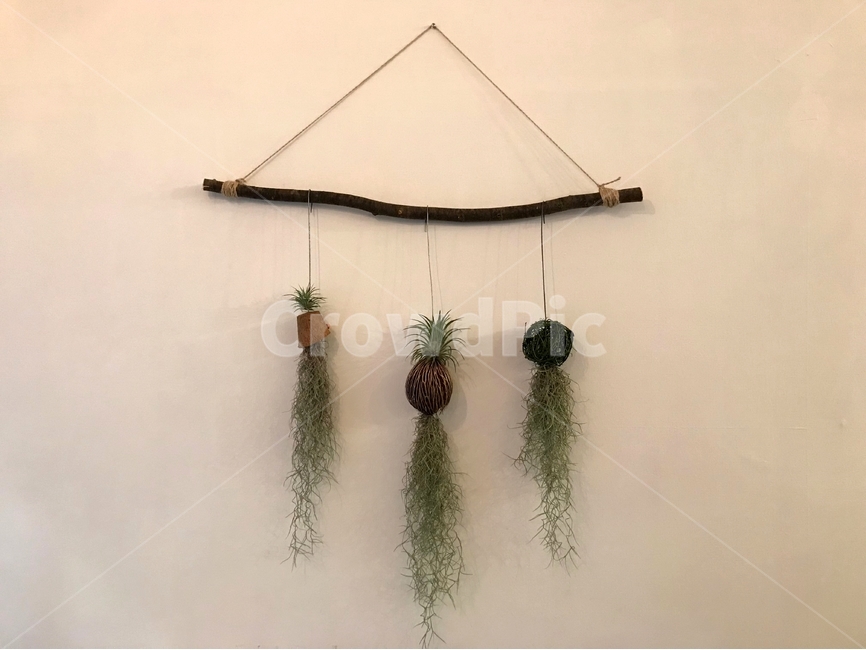 인테리어,interior,화분,plant,식물,공기정화식물,실내인테리어,식물,자연,plants,nature,실내용화초,화분,화초,house plant,인테리어,실내디자인,interior design