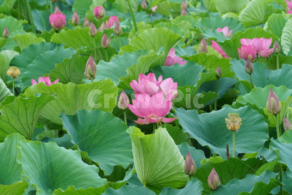 연꽃,련꽃,수련과,담수초,수중식물,식물,lotus,수초