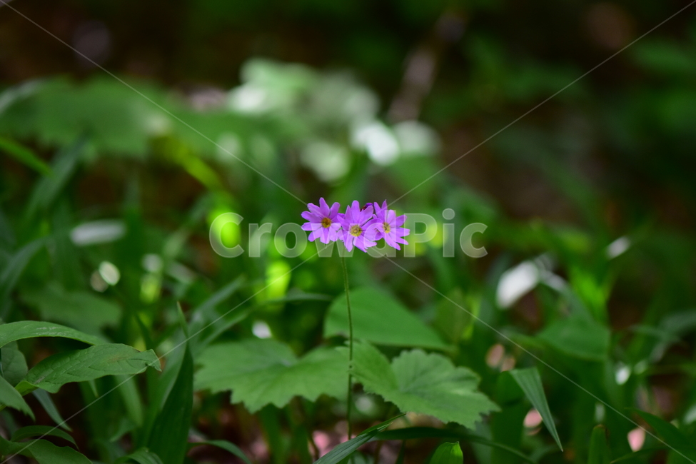 큰앵초,야생화,생태,식물,꽃,자연,힐링,플라워,wildflower,flower,plants,nature,season,감성,느낌,emotion,feeling,초본