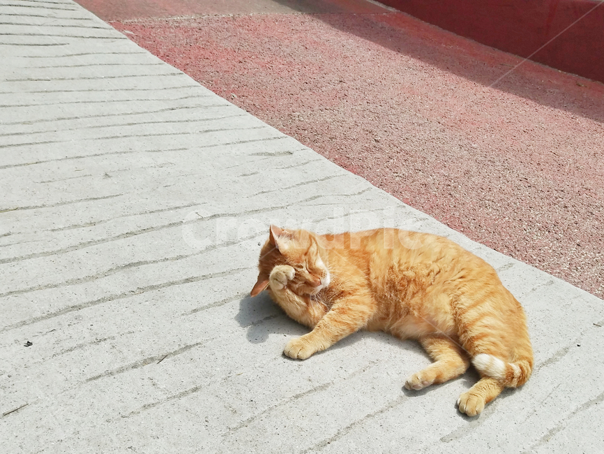 고양이,동물,휴식,포유동물,cat,animal,rest,pet,cute,kitten,background,mammal,fur,nature,isolated,kitty,wildlife,small,animals,pretty,pets,domestic,wild,furry