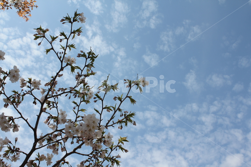 봄,봄꽃,벚꽃,자연,식물,꽃나무,봄,계절,spring,season,식물,자연,plants,nature,꽃,flower,plant