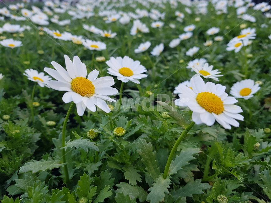 plant, 식물, flower, daisies, 데이지, 사진,이미지,일러스트,캘리그라피 - 회사도비의탈출꿈작가