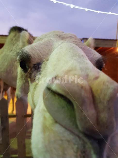 낙타,낙타얼굴,camel,zoomedcamel,circus