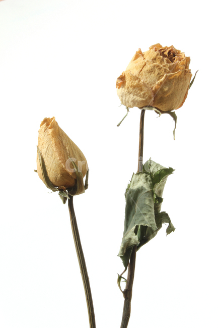 꽃,플라워,장미,로즈,장미꽃,드라이플라워,드라이,말린,건조,건조시킨,식물,자연,흰배경,노란장미,노란색,노랑,옐로우,장미잎,녹색,그린,꽃봉우리,봉우리,꽃,flower