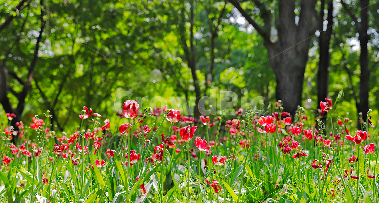 튤립,초록색,숲,빨간꽃,꽃,빨간색,plant,식물,blossom,flower,식물,자연,plants,nature,꽃,flower