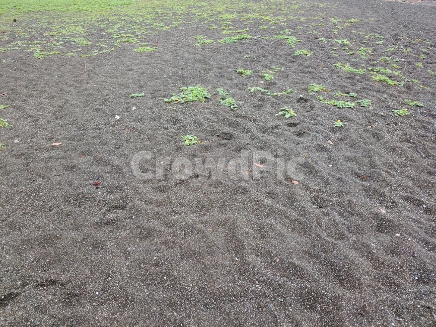 모래,검은,해안,해변,풀,sand,black,plant