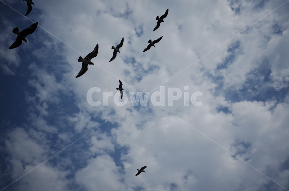 animal,동물,flying,나는,bird,새,하늘,구름,갈매기,비들기,바다,동물,animal,조류,새,birds
