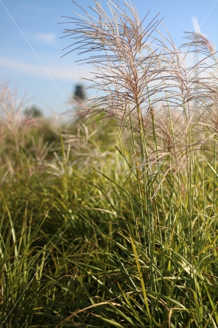 가을,갈대,억새,억새밭,갈대밭,자연,풍경,가을,계절,fall,autumn,season,식물,자연,plants,nature,grass,잔디,plant,lawn,reed