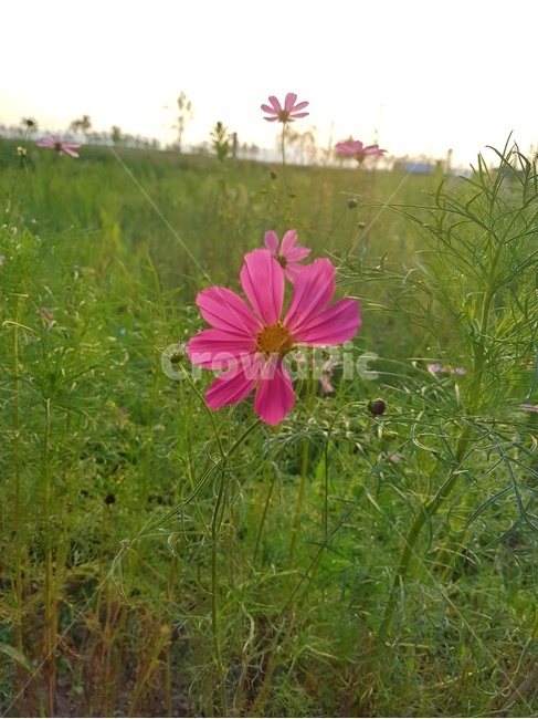 꽃,꽃한송이,코스모스,자연,식물