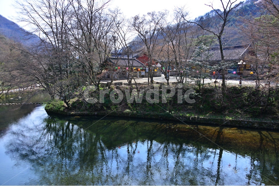 plant,식물,nature,자연,outdoors,옥외,경치,경관,풍경,장성,백양사,사찰,절,유적지,문화재,연못