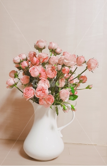 미니장미,분홍,화병,파스텔톤,감성,꽃,flower,실내용화초,화분,화초,house plant,인테리어,실내디자인,interior design