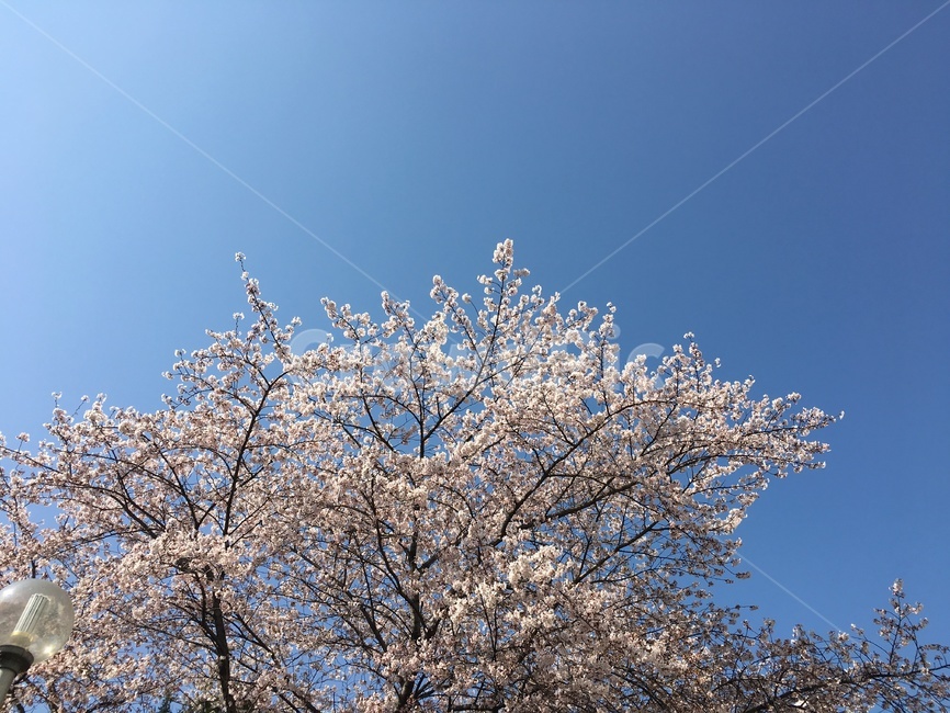 벚꽃,나무,하늘,파랑,푸른하늘,벚꽃엔딩,봄,계절,spring,season,nature,자연,outdoors,옥외,ice,빙