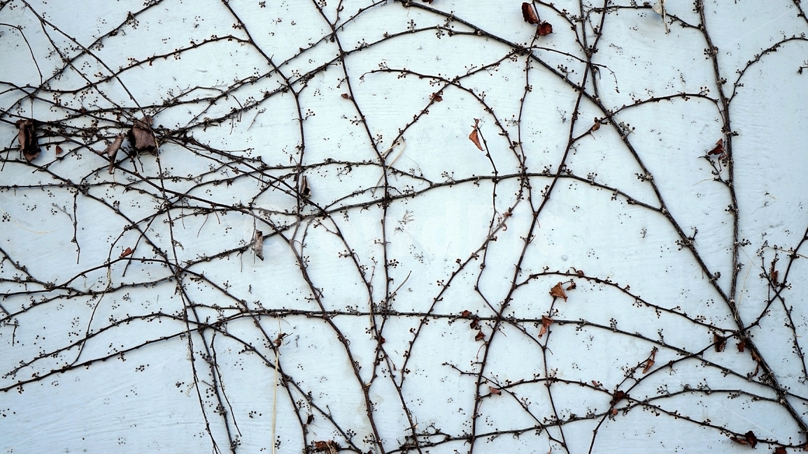 가을,계절,아이비,담쟁이,고착,벽,가을,계절,fall,autumn,season