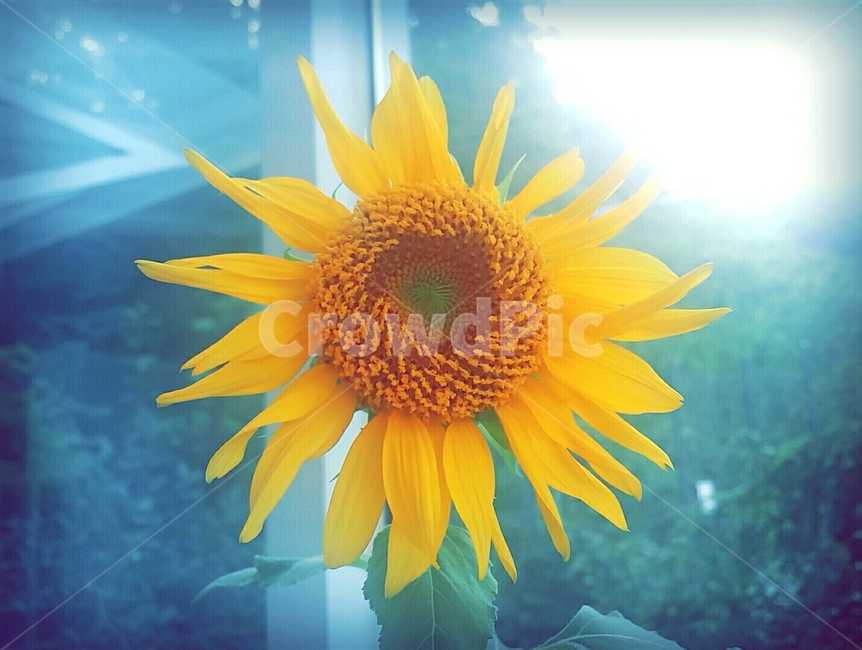 해바라기,창문,꽃,조화,창가,식물,자연,plants,nature,꽃,flower
