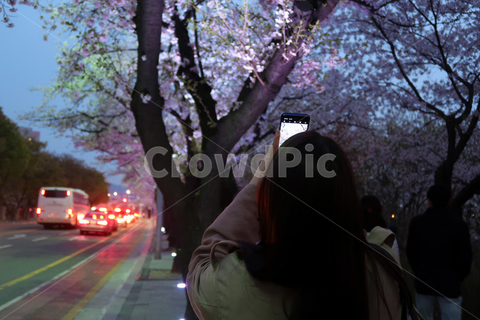 벚꽃,뒷모습,여자뒷모습,촬영,봄,꽃,야경,밤,감성사진,flower,핸드폰,스마트폰