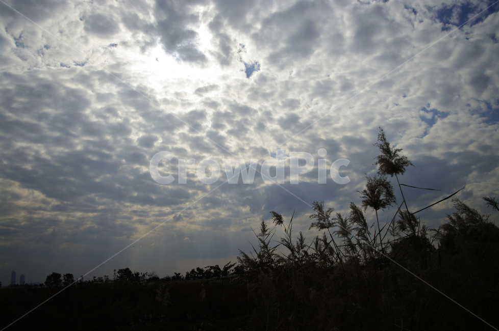 하늘,구름,가을,억새,자연,nature,식물,plant,자연,풍경,nature,landscape,outdoors,옥외,weather,날씨,cloud,sky,cumulus,적운