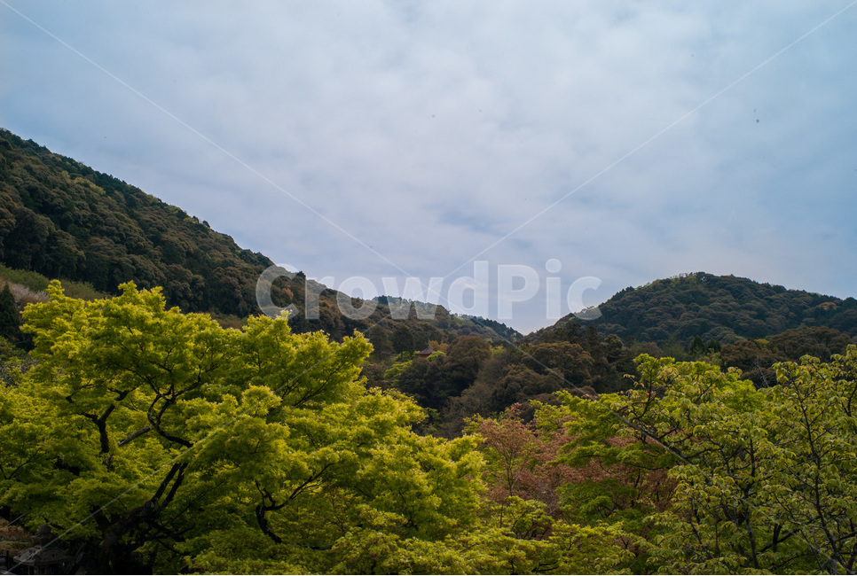일본,교토,산,나무,자연풍경,자연,풍경,자연,풍경,nature,landscape,outdoors,옥외
