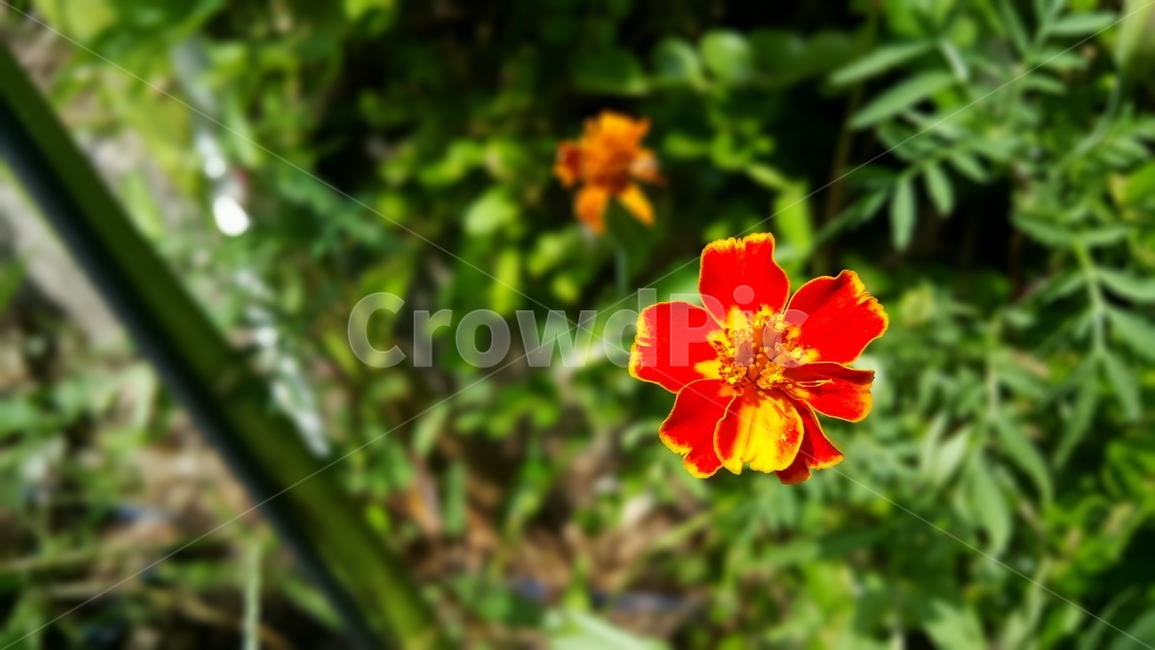 야생화,꽃,color,wildflower,flower