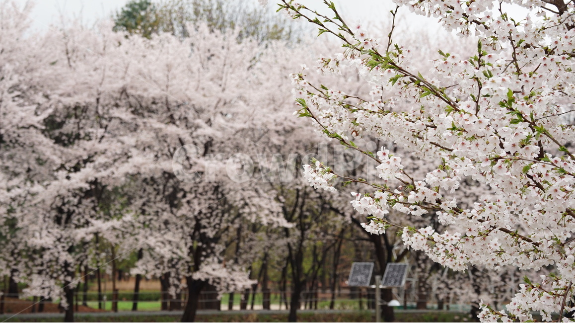 꽃,벚꽃,cherryblossom,봄,벚꽃축제,순식간,벚꽃잎,봄,계절,spring,season,식물,자연,plants,nature,꽃,flower,plant,blossom