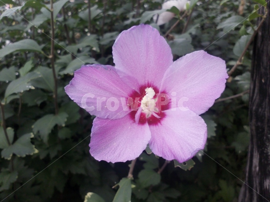무궁화,나라꽃,아욱과,낙엽관목,roseofsharon,無窮花,식물,자연,plants,nature,꽃,flower
