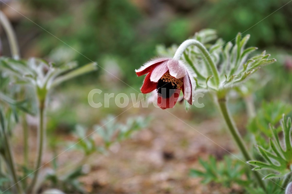 할미꽃,솜털,봄,봄꽃,자연,식물,꽃,붉은꽃,plant,암술,수술,Pulsatillakoreana,한국특산,백두옹,독초,강장제,화왕계,여러해살이풀,미나리아재비과,쌍떡잎식물,흰털,할머니머리카락,흰머리,노인,꼬부랑,한방약재,할머니