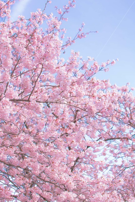 봄,벚꽃,감성,낭만,따뜻함,봄날,여의도,따스함,포근함,4월,식물,자연,plants,nature,꽃,flower,나무,trees,wood
