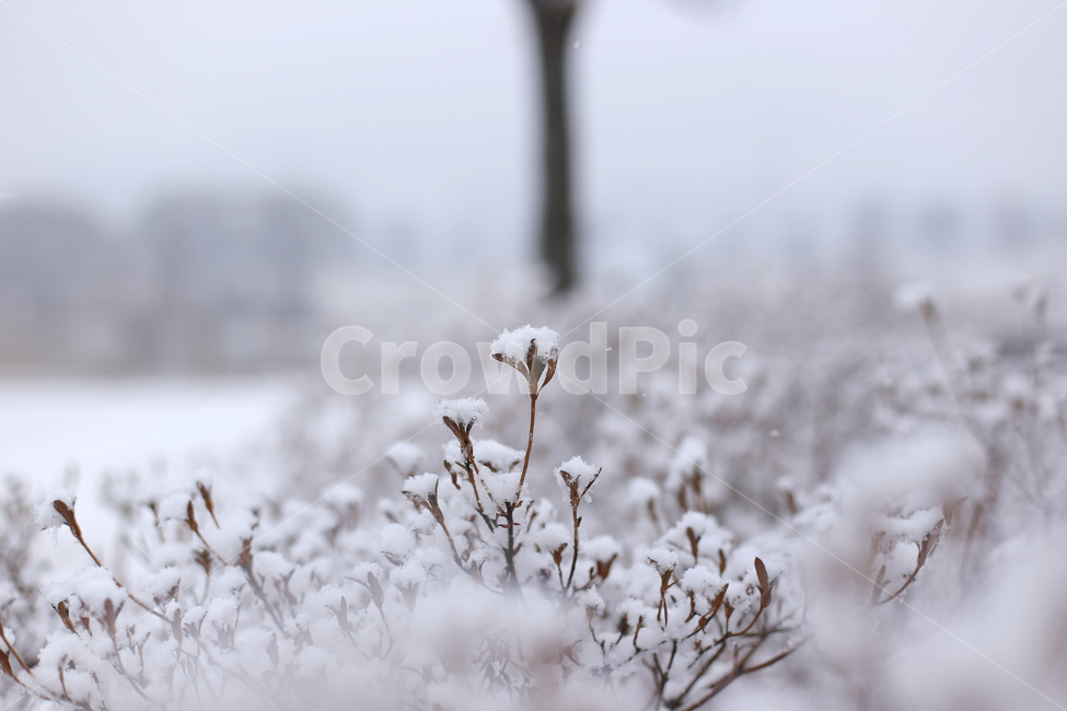 겨울,눈,눈오는날,snow,winter,풍경,감성,화이트,추위,폭설,설경,겨울,계절,winter,season,감성,sensible,feeling