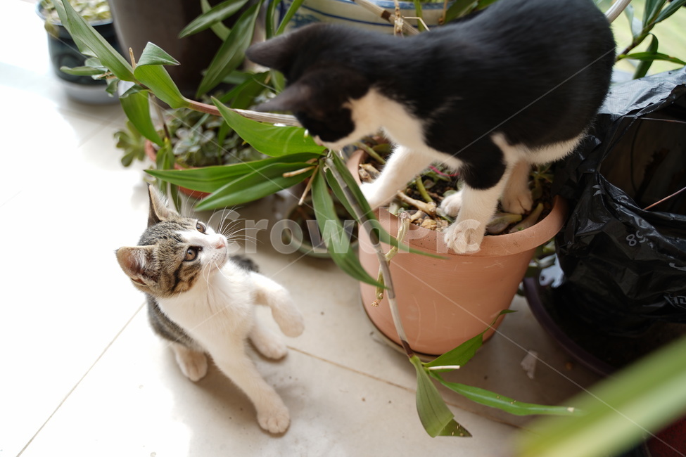 고양이,귀여운,순간,moment,cat